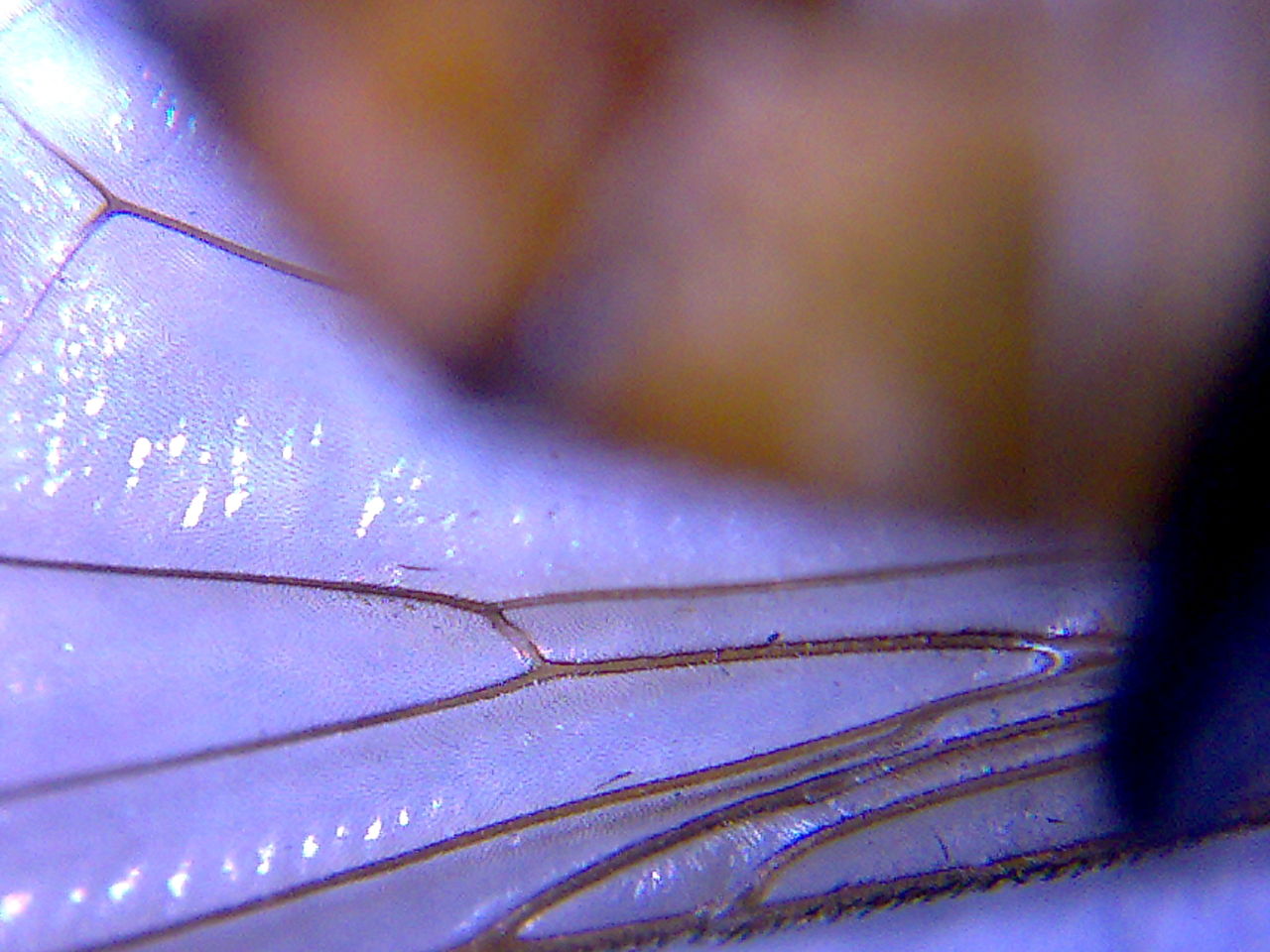  p>绿豆虫学名 a target="_blank" href="/item/象甲/1377210" data