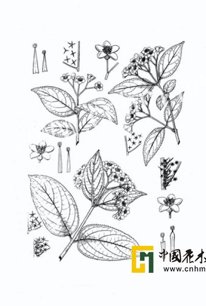  p>虎耳草(学名:saxifraga stolonifera curt.