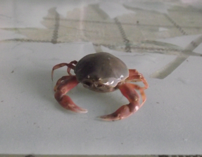 豆形拳蟹