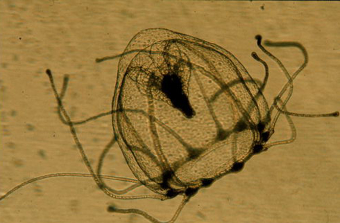  p>水螅型是 a target="_blank" href="/item/腔肠动物/418200" data