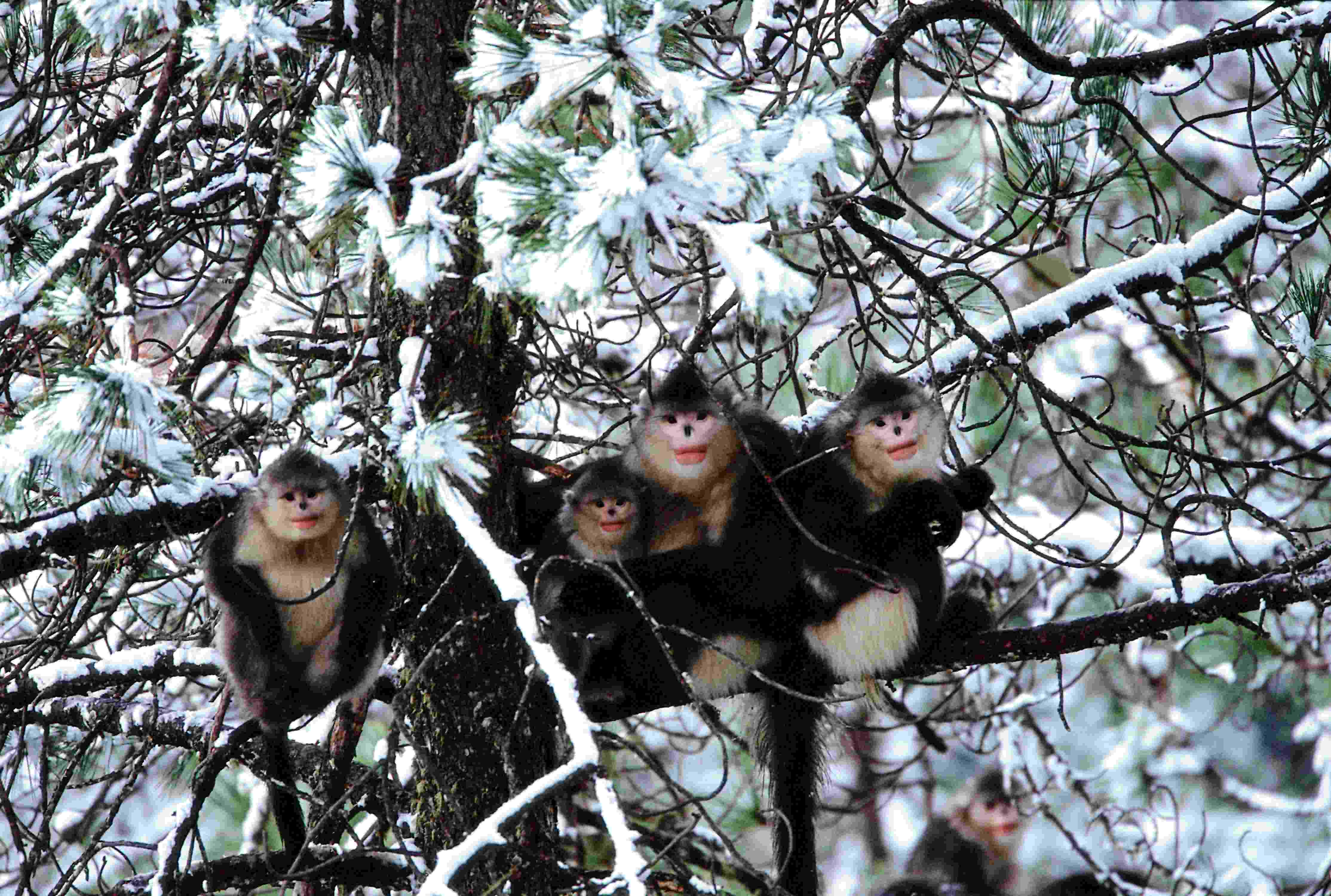 西藏自治区芒康滇金丝猴国家级自然保护区