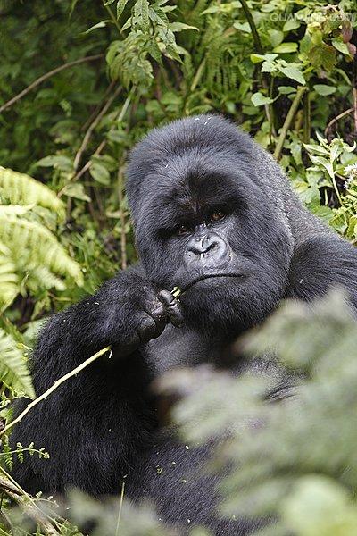 刚果共和国维龙加国家公园