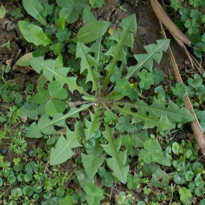  p>芥叶蒲公英为 a href="#">菊科 /a> a href="#">蒲公英属 /a>的