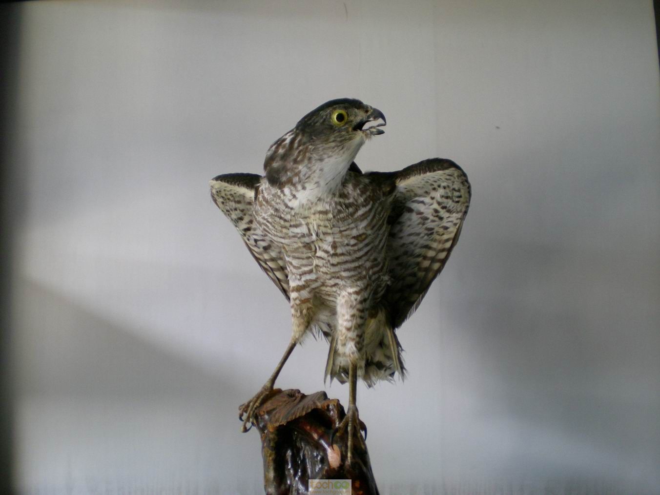  p>松雀鹰(学名: i>accipiter virgatus /i>)小型猛禽,体长28~38厘米.