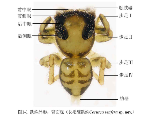 蝇虎跳蛛