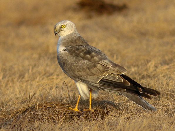  p>草原鹞(学名: i>circus macrourus /i>):隼形目 a target="_blank"