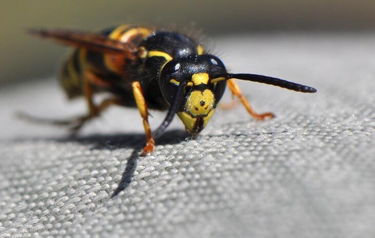 德国黄胡蜂