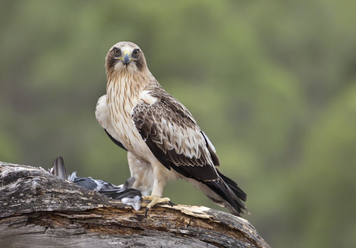  p>靴隼雕(学名: i>hieraaetus pennatus /i>):是鸟纲,鹰科的中型鹰类