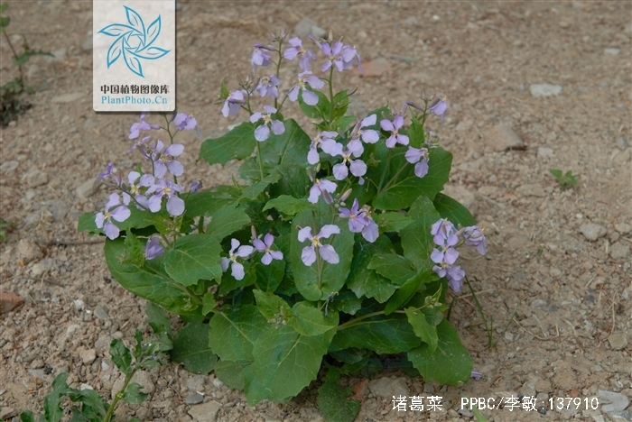  p>诸葛菜(学名: i>orychophragmus violaceus  /i>(l.) o. e.