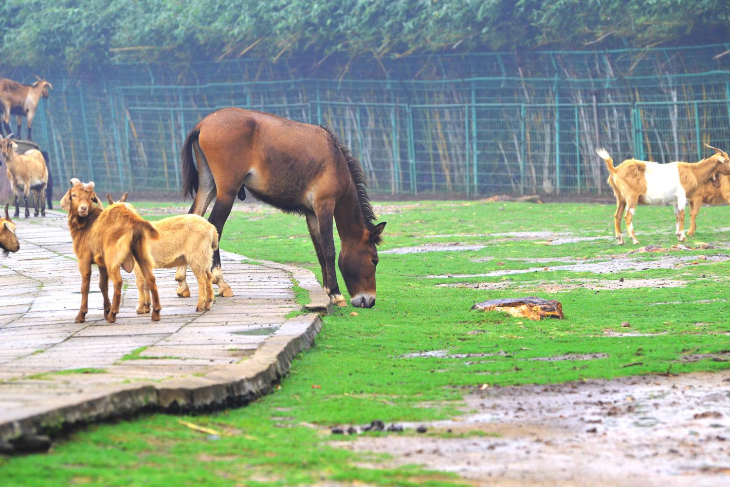 海沧野生动物园
