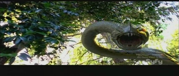  p>《水虎蟒鱼》讲述一只头部是食人鱼而身体是巨蟒的怪兽所带来的