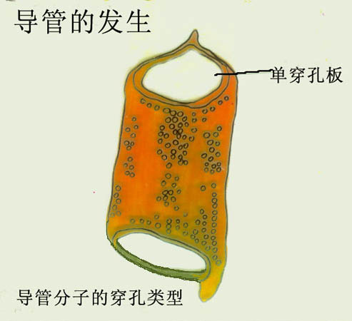  p>孔纹导管是指侧壁具有多数纹孔的导管.