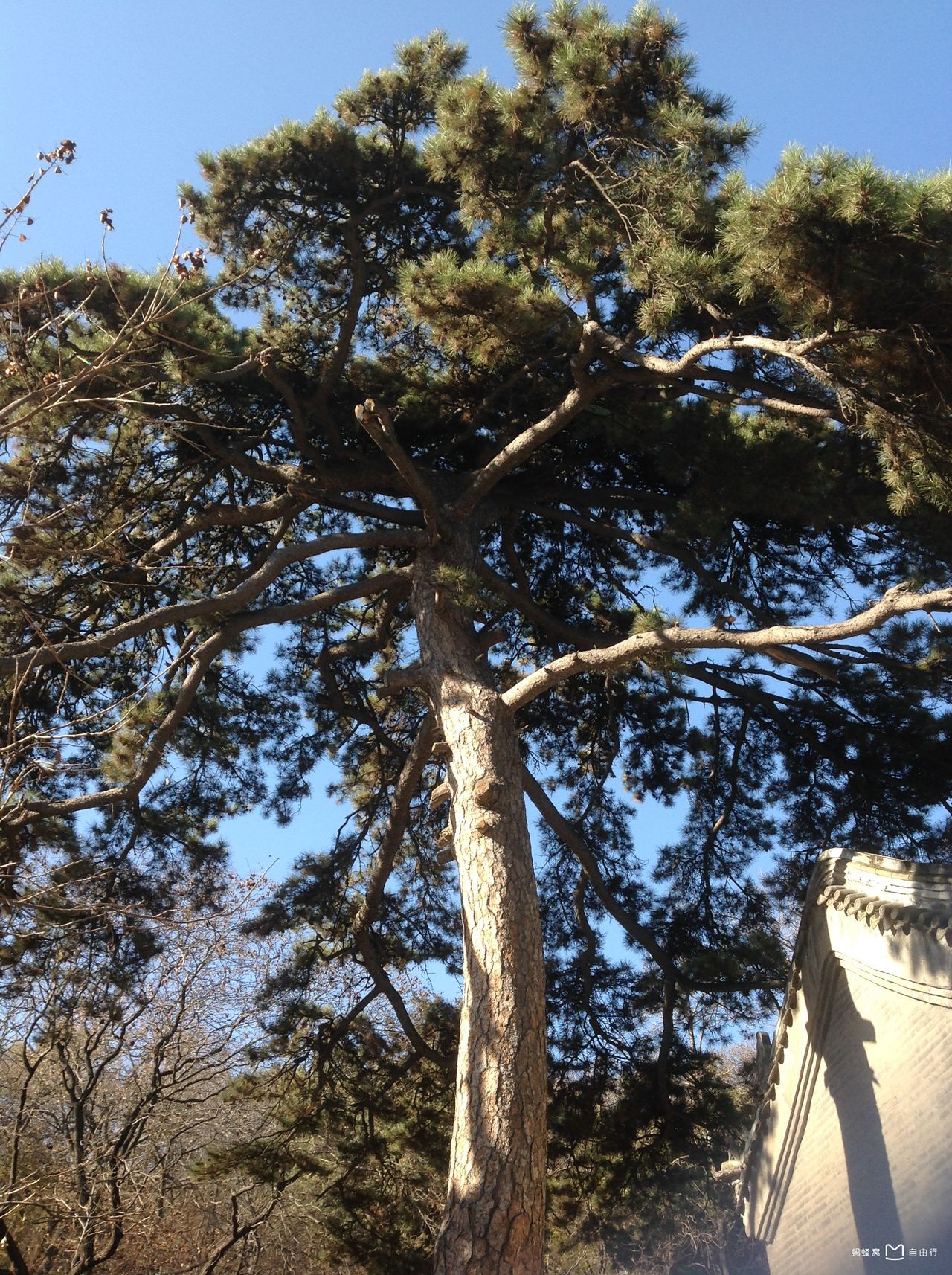  p data-id="go0owy0pnf">戒台寺 i>(jietai temple) /i>,正名万寿