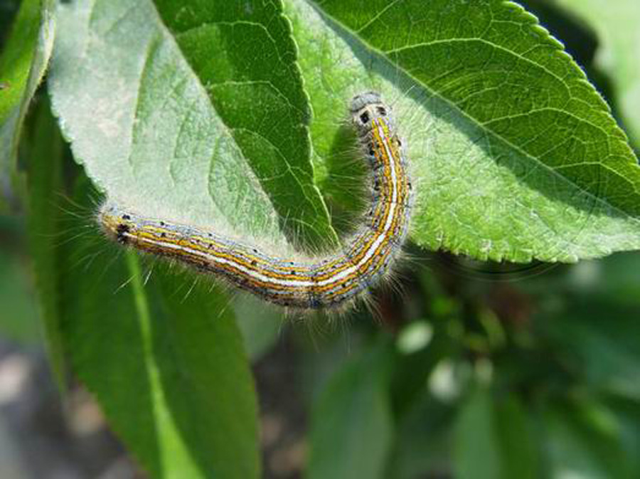  p>天幕毛虫, i>malacosoma neustria testacea /i> motsch,为 a href