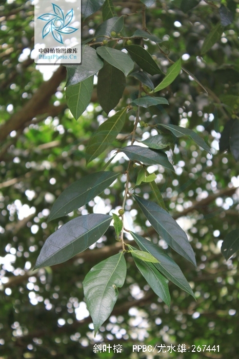  p>斜叶榕(学名: i>ficus tinctoria /i> subsp.  i>gibbosa  /i>(bl.