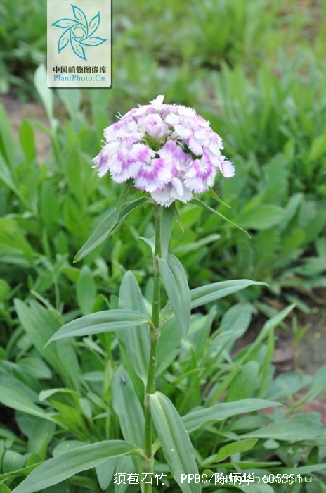  p>须苞石竹(学名: i>dianthus barbatus /i> l.