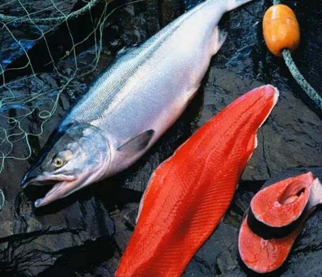  p data-id="gnx0azbmsj">红鲑是美国最有价值的鲑鱼品种,产量居第二