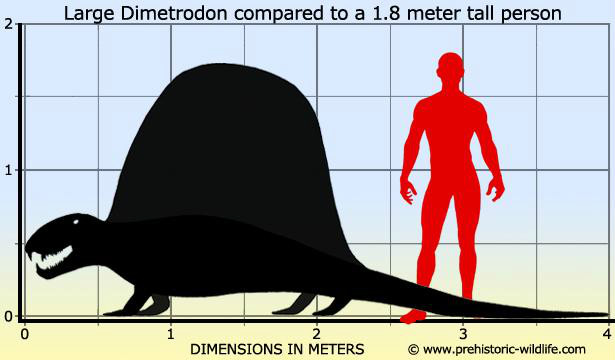 dimetrodon