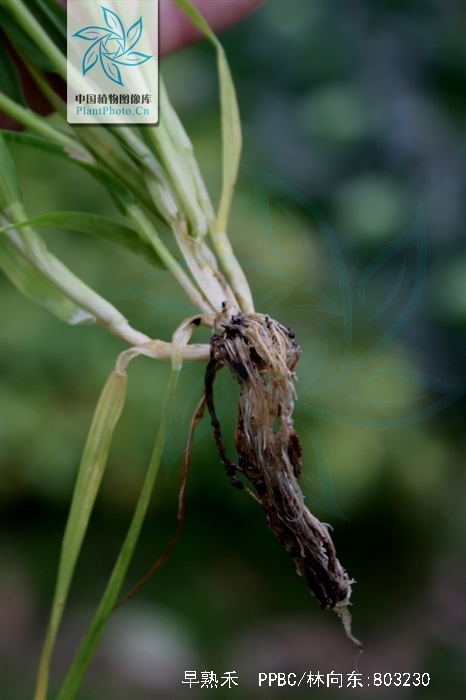  p>早熟禾(学名: i>poa annua /i> l.