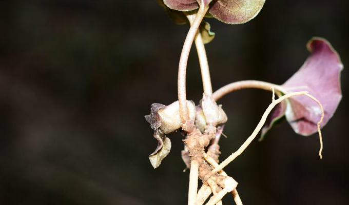  p>小叶马蹄香,别名:马蹄香,土细辛,拉丁文名:asarum ichangense c.