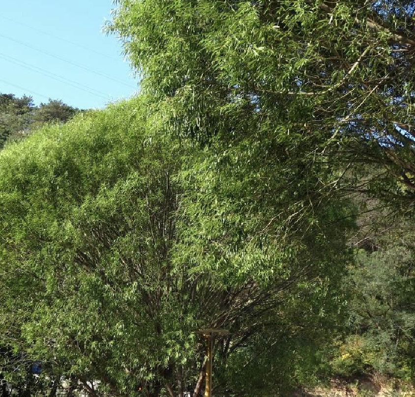  p>馒头柳(学名: i>salix matsudana /i> var.  i>matsudana /i> f.