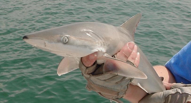 p>白边真鲨(学名: i>carcharhinus albimarginatus /i>)是真鲨科,真