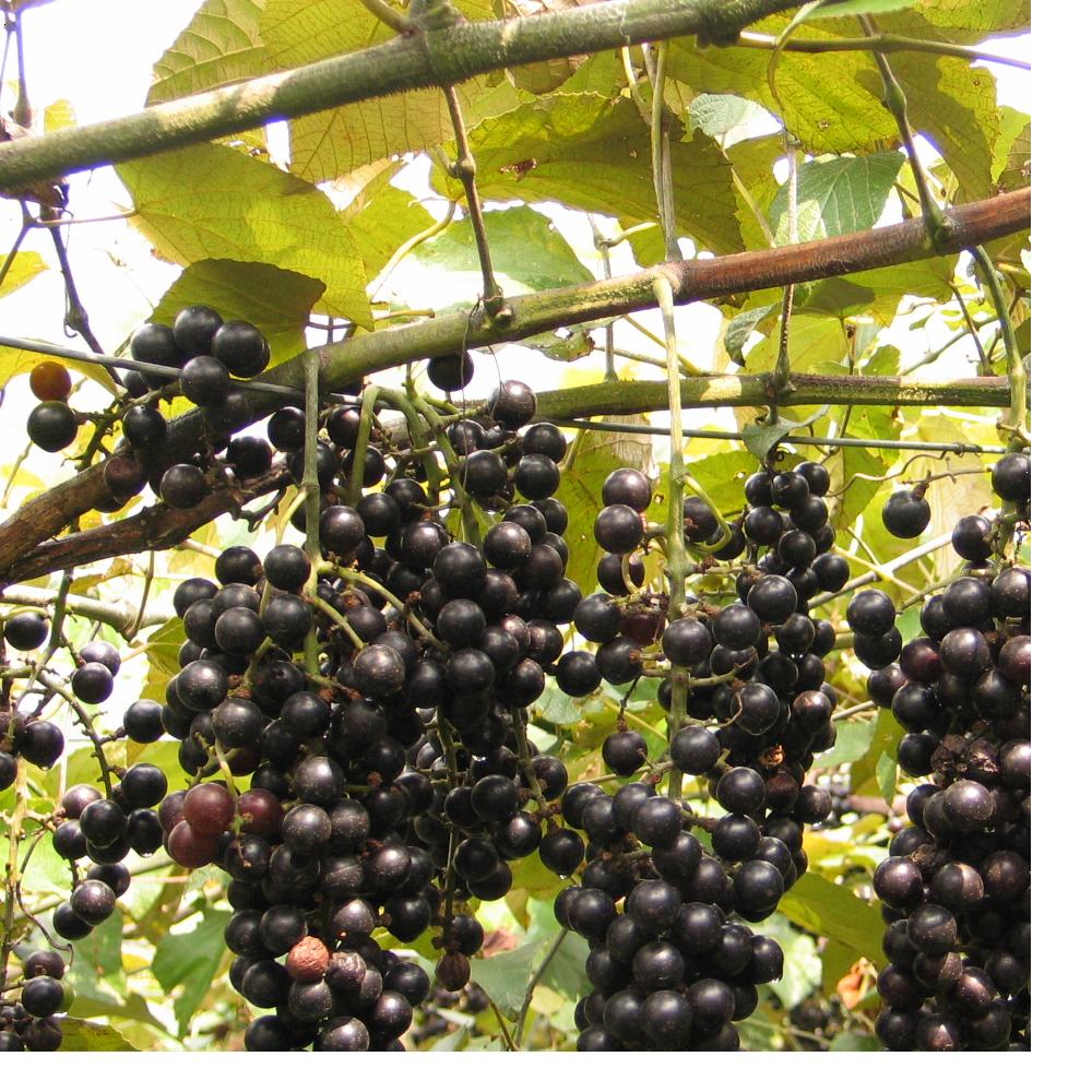 毛葡萄(原亚种)