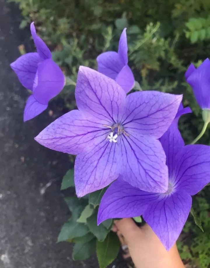 中国桔梗与洋桔梗 爱而不得与真爱永恒 百科ta说