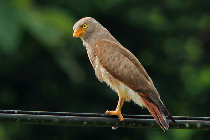  p>棕翅鵟鹰(学名: i>butastur liventer /i>)体型与鹰相近,身材,尾羽