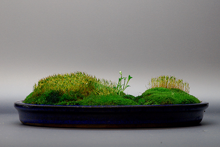 盆景苔藓