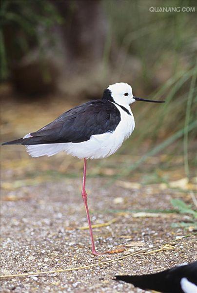  p>黑颈长脚鹬(学名: i>himantopus mexicanus /i>)是一种修长的黑白