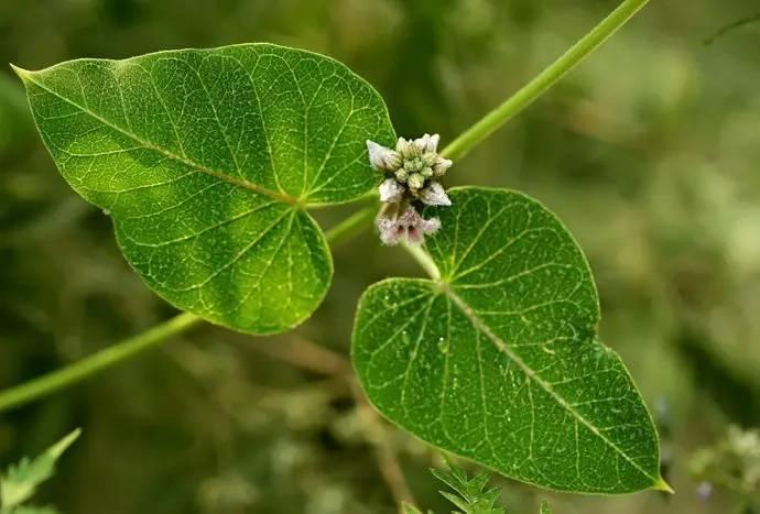 《诗经》中的芄兰，原来是我们乡下一种喂猪的野菜_百科TA说