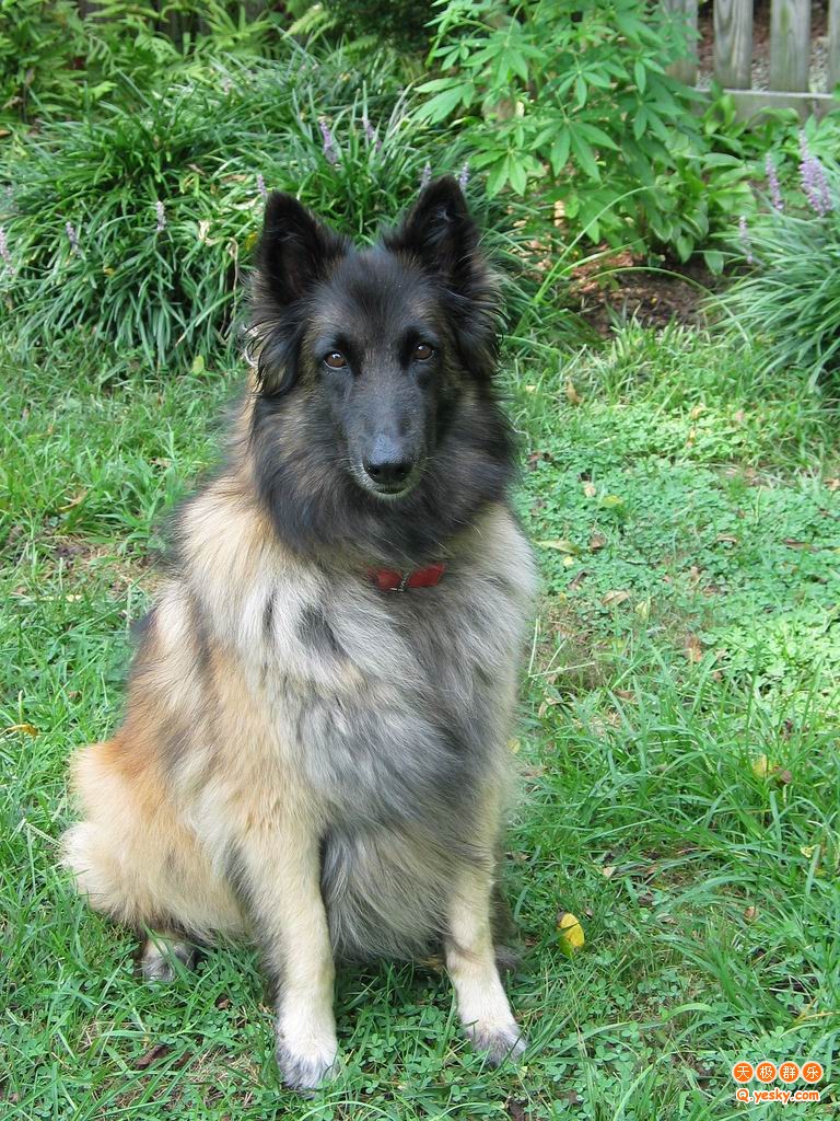 blank" href="/item/史奇派克犬">史奇派克犬,大