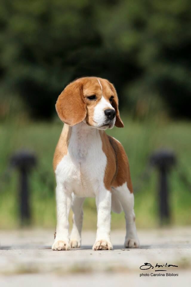  p>米格鲁猎兔犬又称为"比格犬",是世界名犬犬种之一,在分类上属于