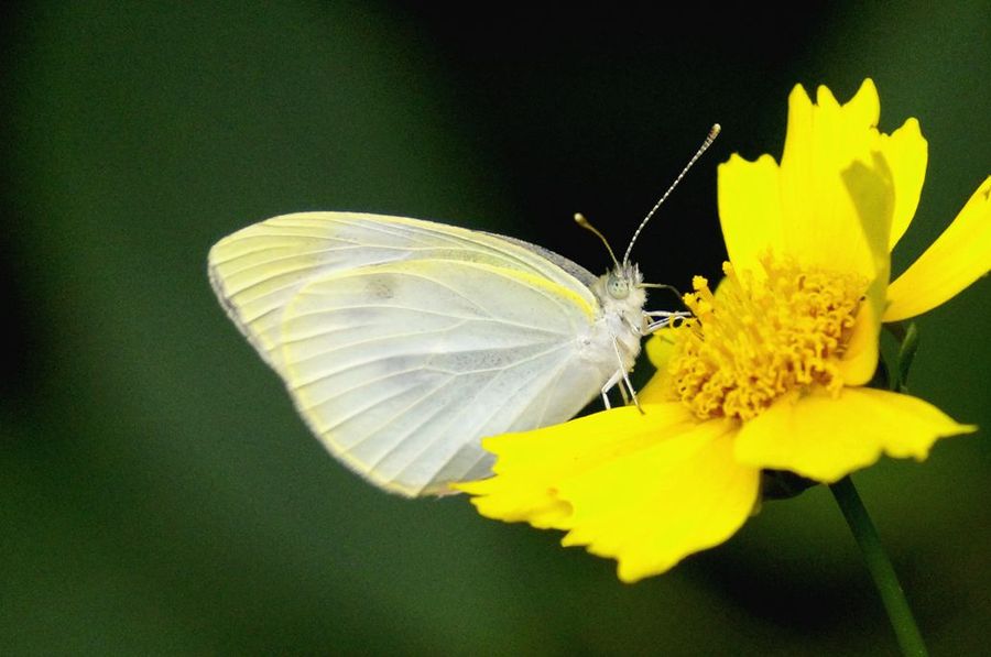 catopsilia scylla linnaeus