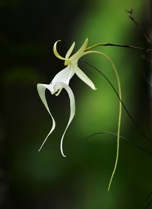  p>鬼兰(学名: i>dendrophylax lindenii /i>)是兰科幽灵兰属植物,多