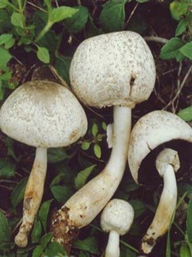  p>细褐鳞蘑菇, i>agaricus praeclaresquamosus /i> (a.e.