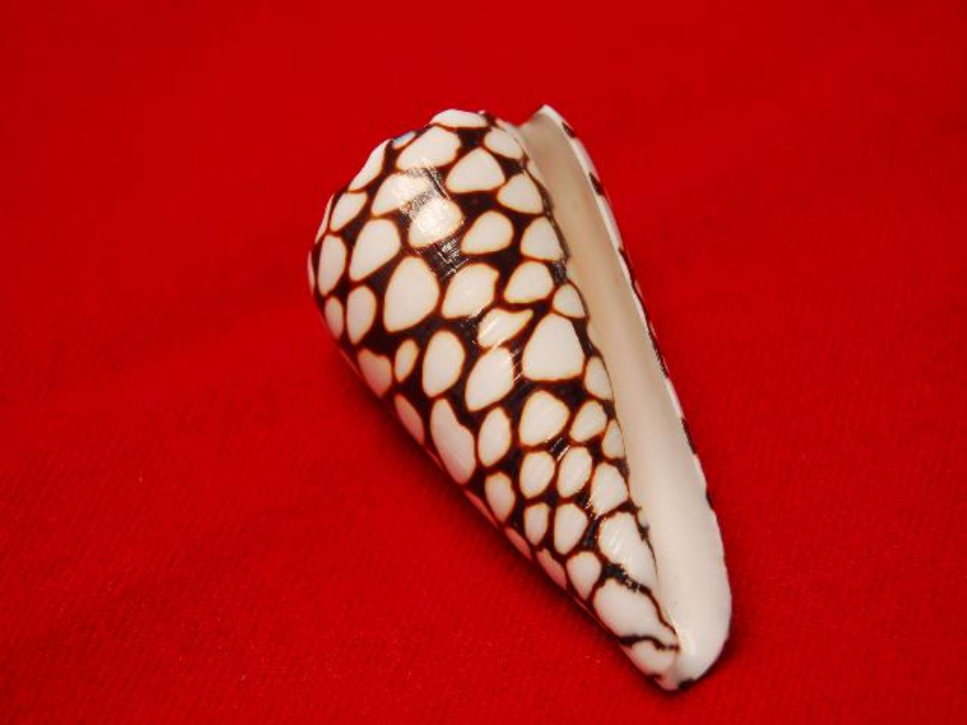  p>黑原芋螺(学名:asprella kuroharai)花纹清晰,贝壳厚实.