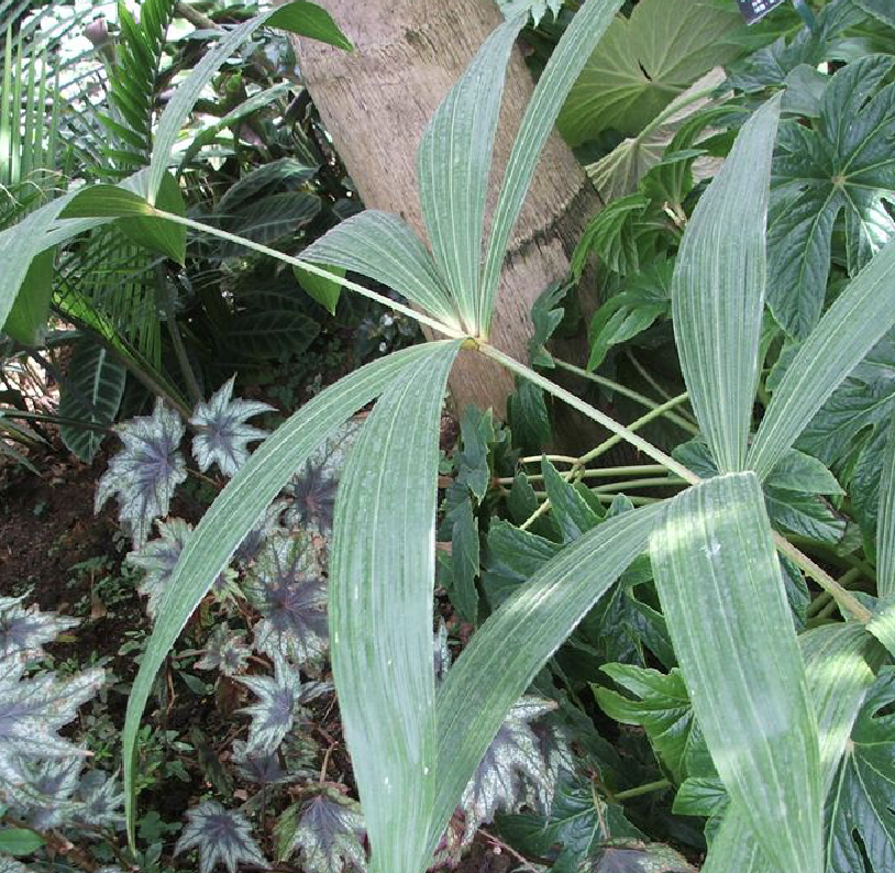 是曲棕榈科省藤属植物.