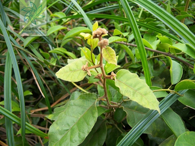  p>茄叶斑鸠菊(学名: i>vernonia solanifolia /i> benth.