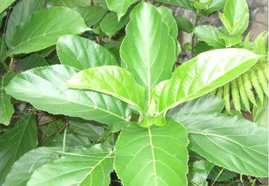 对叶榕（中药）_百度百科