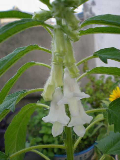  p>黑芝麻( i>semen sesami nigrum /i>)是胡麻科胡麻属植物.