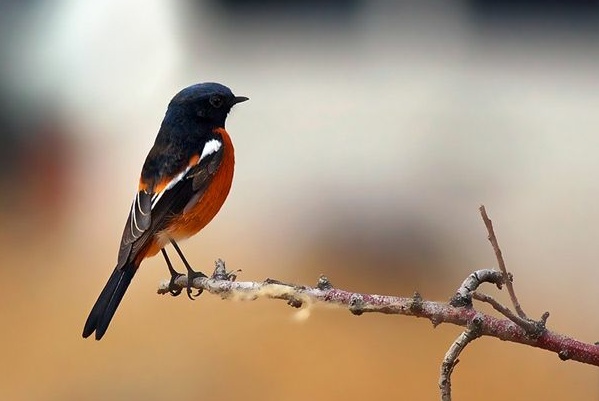  p>白喉红尾鸲(学名: i>phoenicurus schisticeps /i>),小型鸟类,体长