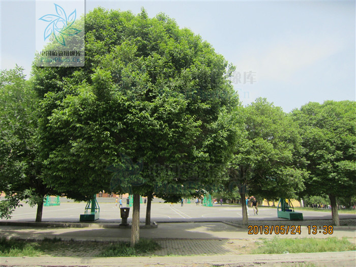  p> a href="#" data-lemmaid="8536992">圆冠榆 /a>(学名: i>ulmus