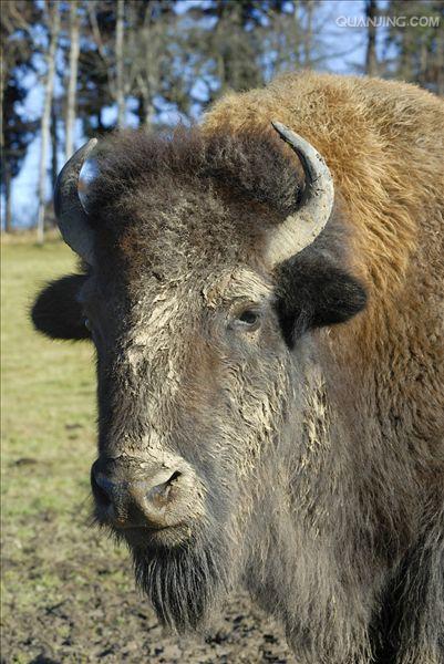 欧洲野牛(aurochs)