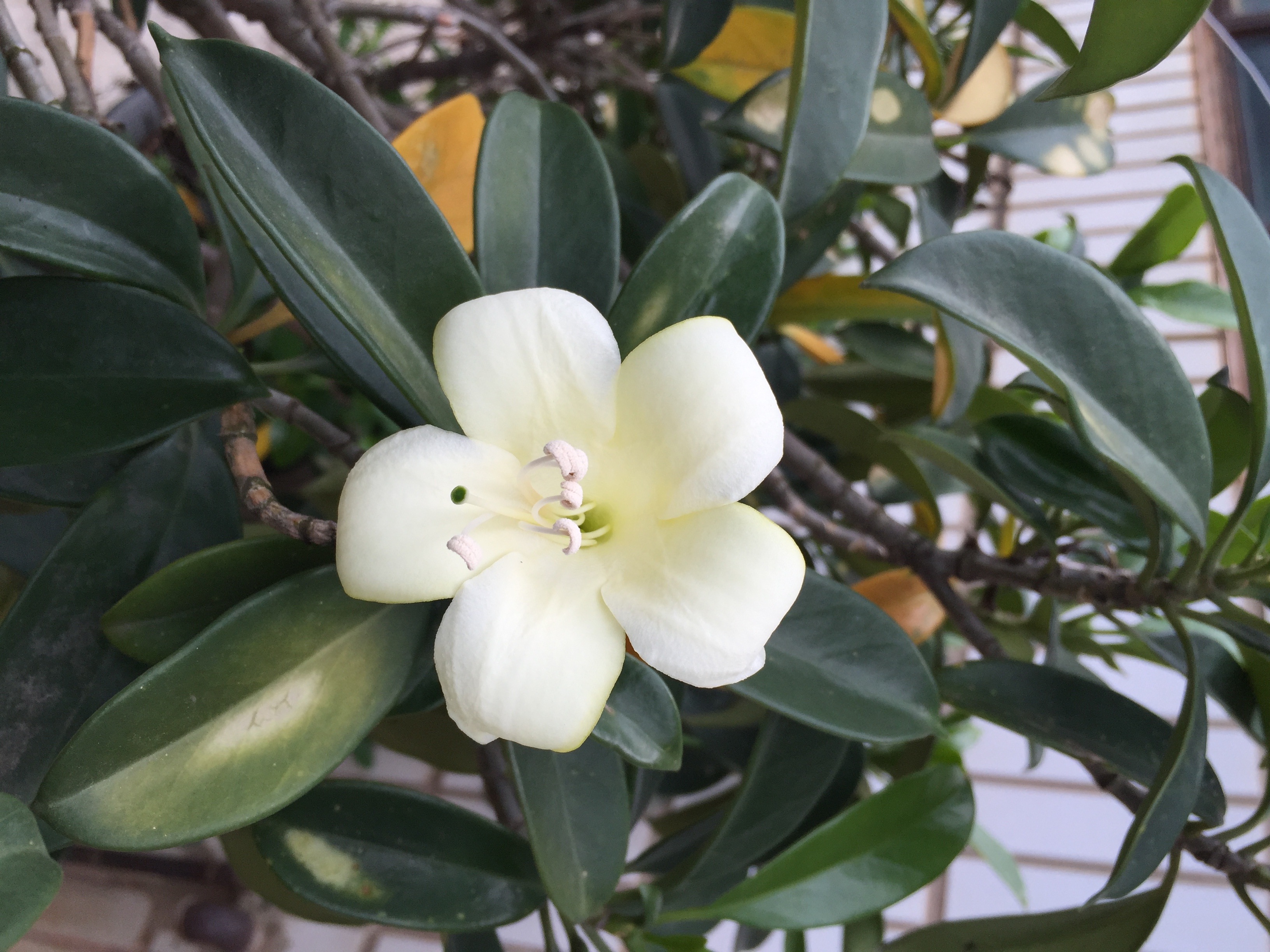  p>灰莉(学名: i>fagraea ceilanica /i> thunb.