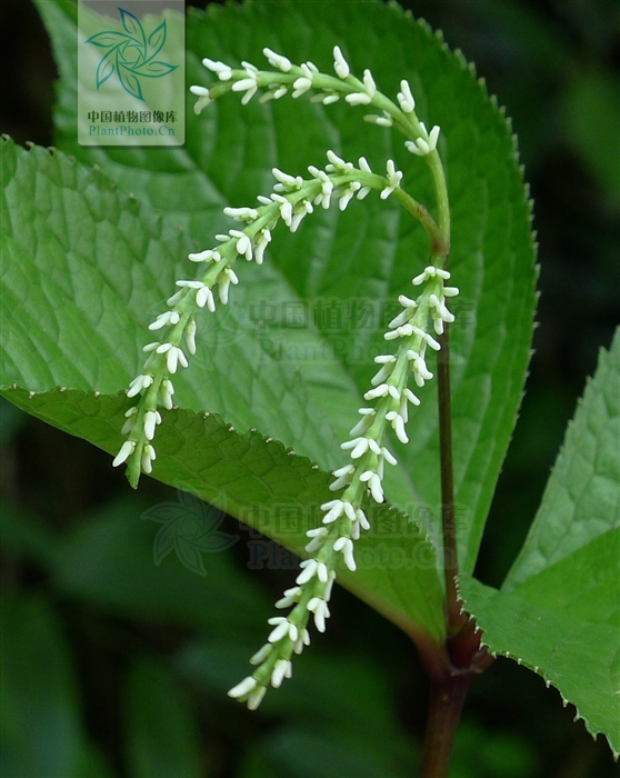 chloranthus serratus (thunb.) roem et schult