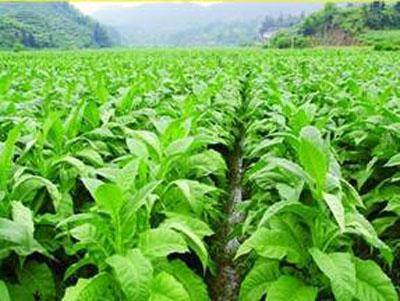 三明翠碧一号烤烟