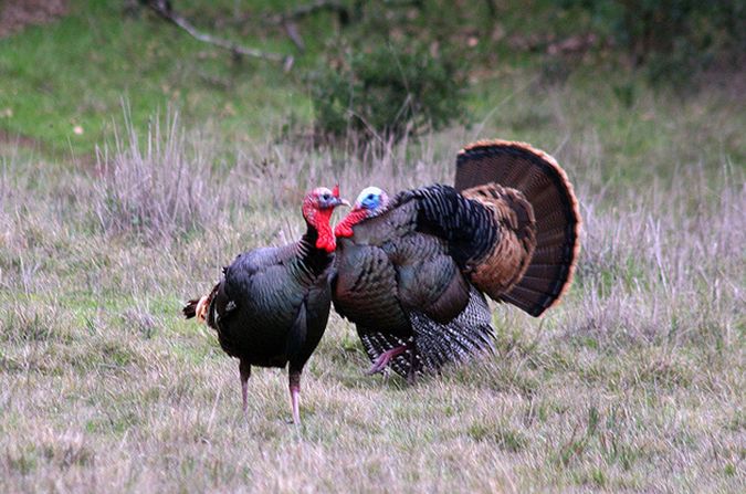  p>火鸡(学名: i>meleagris gallopavo /i>):亦称 a href="#">吐绶鸡 