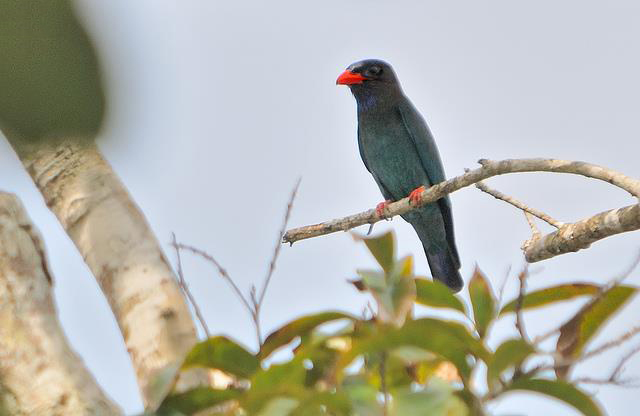  p>三宝鸟(学名: i>eurystomus orientalis /i>)佛法僧科三宝鸟属的